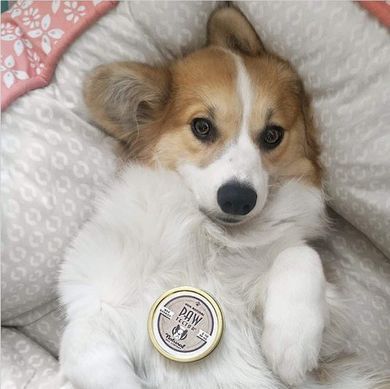 Бальзам для защиты лап Paw Tection Natural Dog Company 4.25мл стик ND-PAWT-01 фото