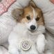 Бальзам для защиты лап Paw Tection Natural Dog Company 4.25мл стик ND-PAWT-01 фото 6