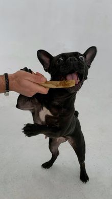 Палиця з кавового дерева для собак HealthyDoggo Coffee Stick розмір XS (до 5кг) CSHD-XS фото