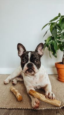 Палиця з кавового дерева для собак HealthyDoggo Coffee Stick розмір XS (до 5кг) CSHD-XS фото