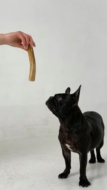 Палиця з кавового дерева для собак HealthyDoggo Coffee Stick розмір XS (до 5кг) CSHD-XS фото