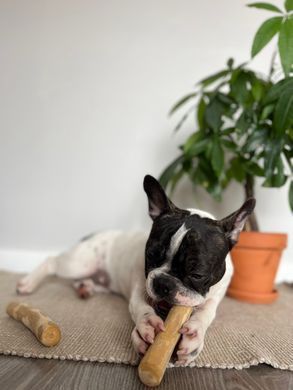 Палиця з кавового дерева для собак HealthyDoggo Coffee Stick розмір XS (до 5кг) CSHD-XS фото