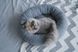 Лежак Harley&Cho Bagel Fur для собак і котів овальний HC-3700003 фото 12