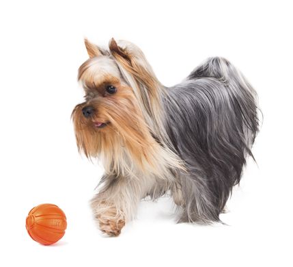 Liker 5 - мячик для щенков и собак мелких пород 6298 фото