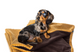 Флисовый плед Harley&Cho для собак и кошек HC-3102955 фото 7
