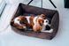 Вельветовий лежак Harley&Cho Dreamer Velvet для собак і котів HC-3100089 фото 8