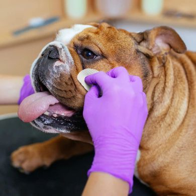 Серветки для гігієни складочок бульдога Eye Envy buldog wipes упаковка 60шт EEWB-60 фото